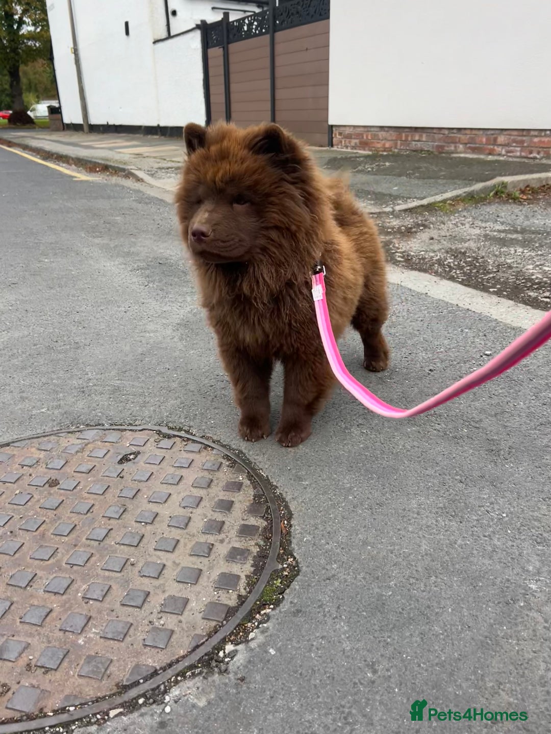 Chow Chow dogs for sale: Chocolate chow chow - Image 9