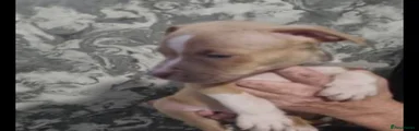 American Bulldog 4