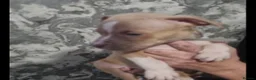 American Bulldog dogs for sale: 6 stunning American bulldog puppies - Advert 5
