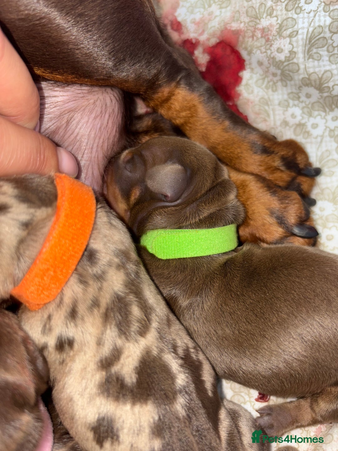 Miniature Dachshund dogs for sale: Miniature dachshund pups for sale 2 boys 1 girl  - Image 29