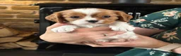 Cavalier King Charles Spaniel dogs for sale: Fully Health Tested Blenheim CKCS Puppies - Advert 24