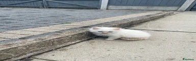 Turkish Angora 3