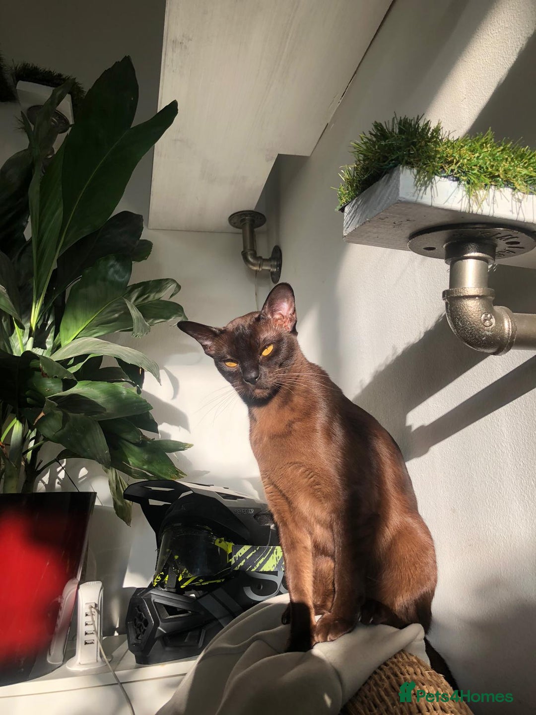 Burmese cats for sale: Beautiful blue Burmese girl - Image 8