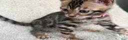 Bengal cats for sale: Bengal Kittens Looking for Loving Homes 🐾  - Advert 17