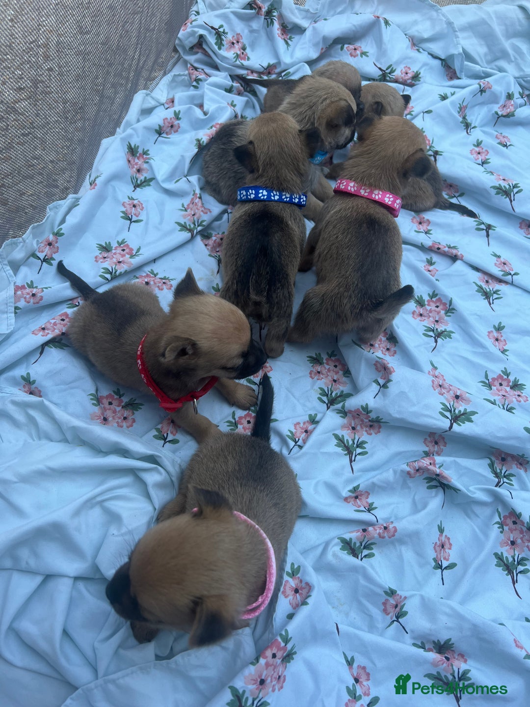 Mixed Breed dogs for sale: Pomeranian x jack russel puppies  - Image 8