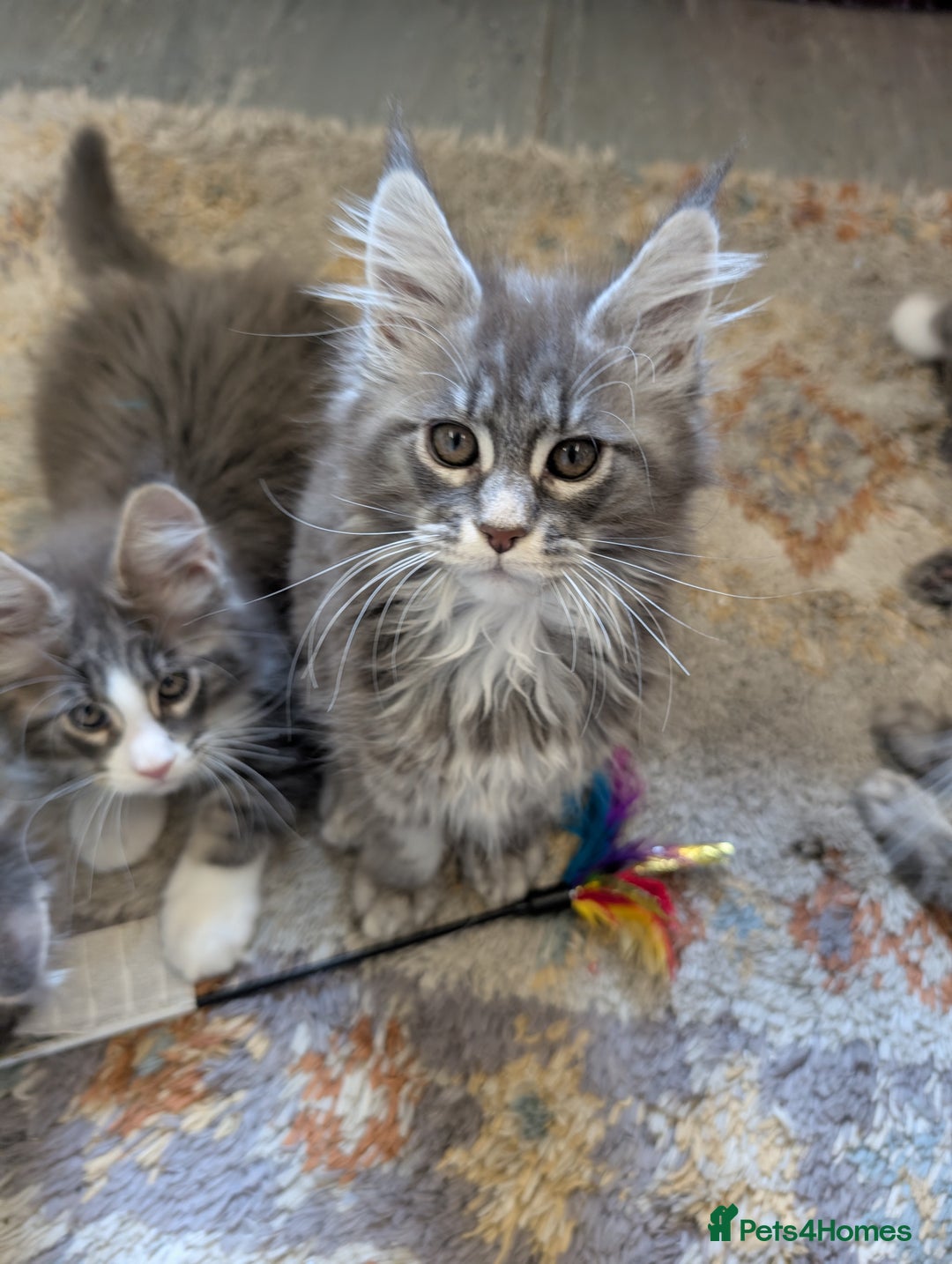 Maine Coon cats for sale: Maine Coon Kittens GCCF - Image 10