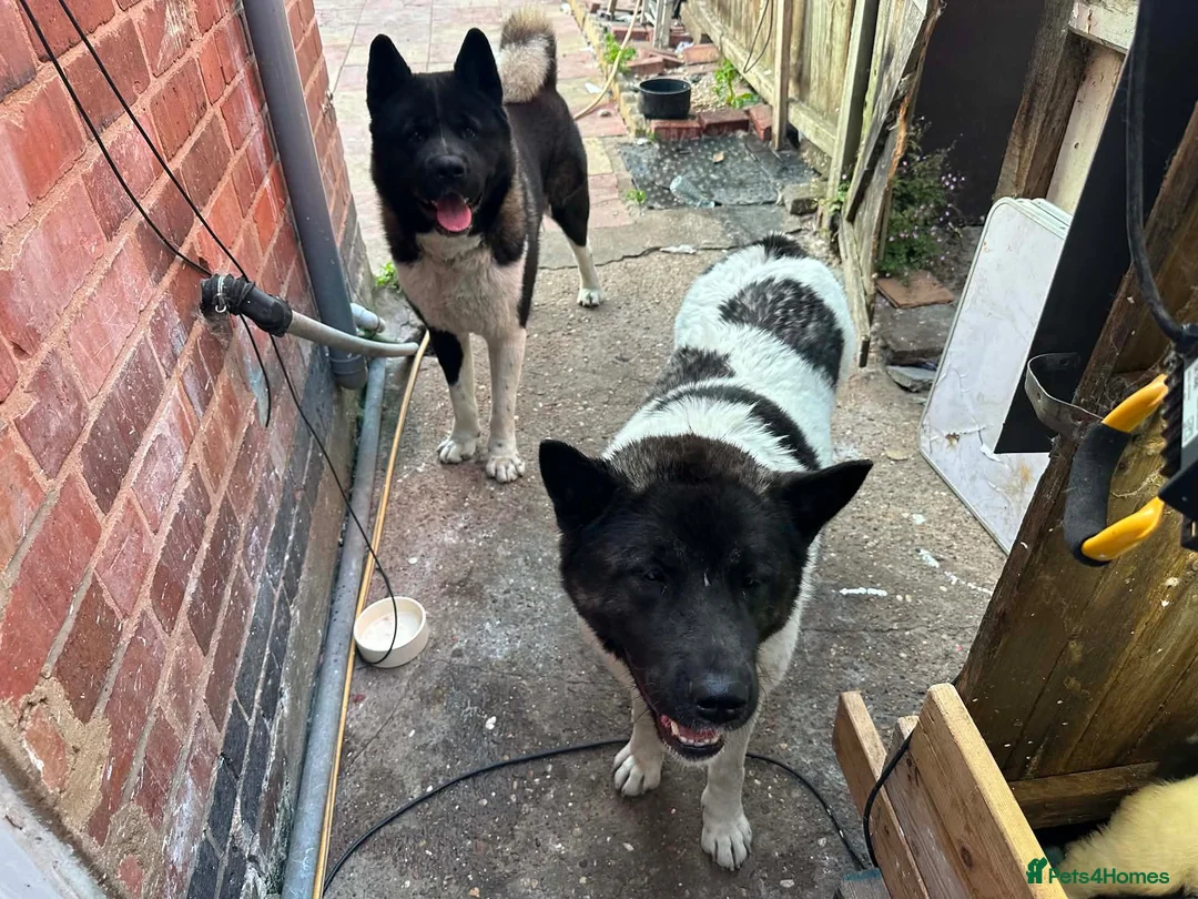 Akita dogs for sale: Akita  - Advert 3