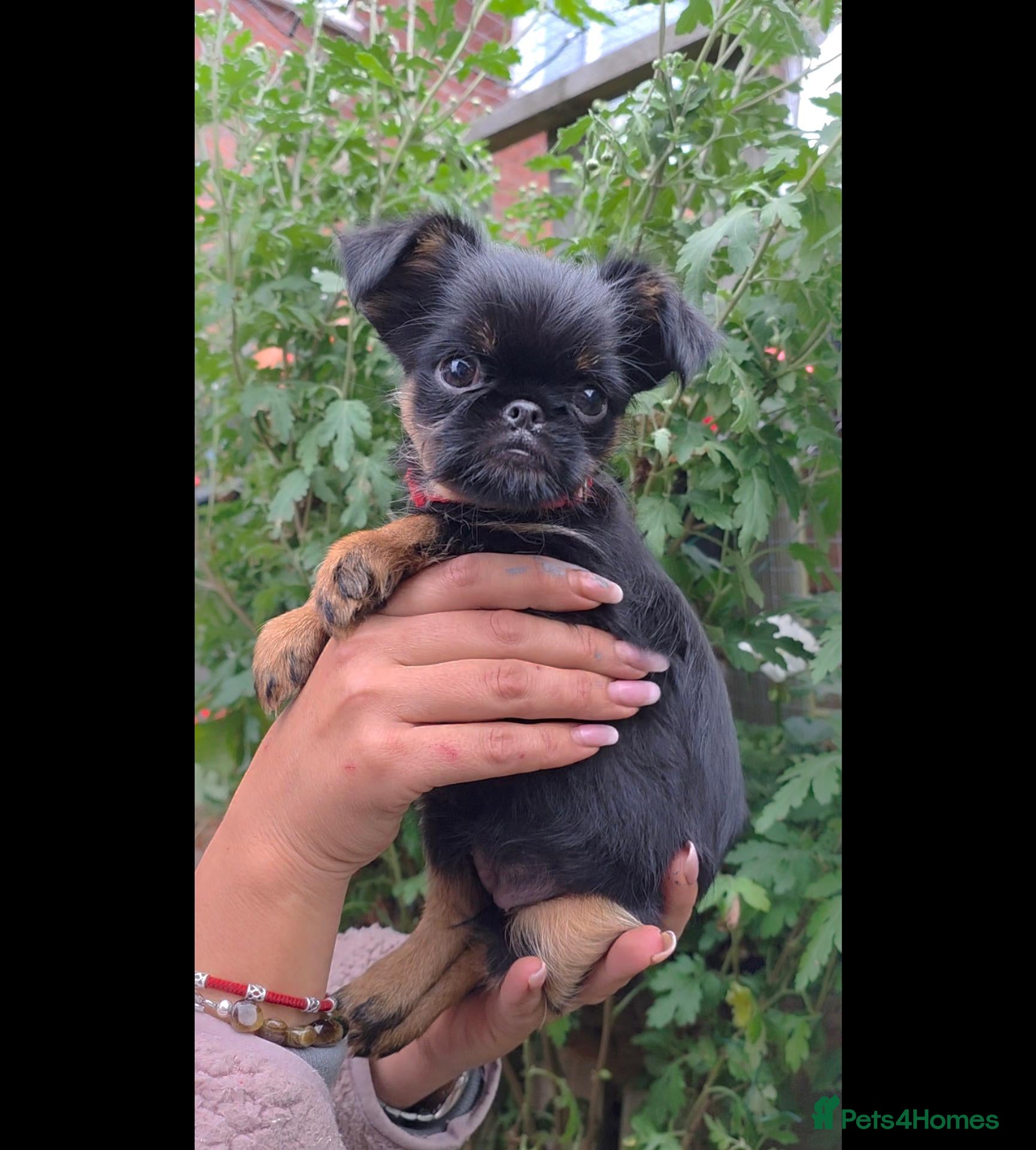 Griffon Bruxellois dogs Stunning Griffon Bruxellois puppies KC registered - Advert 2