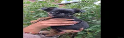 Griffon Bruxellois dogs for sale: Stunning Griffon Bruxellois puppies KC registered - Advert 2