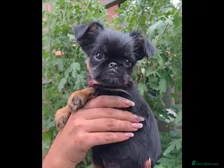 Griffon Bruxellois dogs Stunning Griffon Bruxellois puppies KC registered - Advert 2
