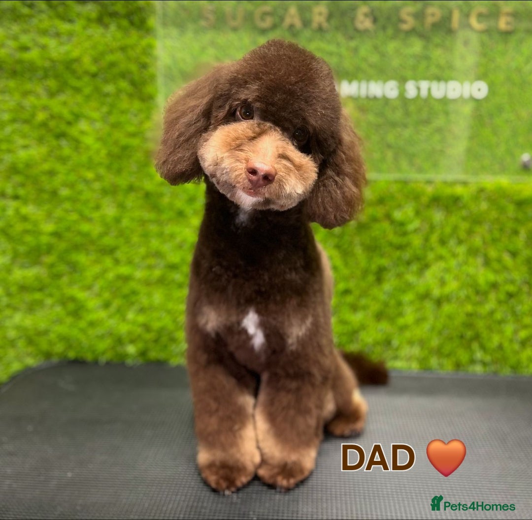 Cavapoo dogs for sale: STUNNING FULLY HEALTH TESTED F1B CAVAPOO  - Advert 3