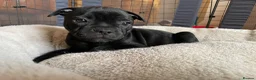 Staffordshire Bull Terrier dogs for sale: KC Registered Staffordshire Bull Terrier Pup - Advert 23