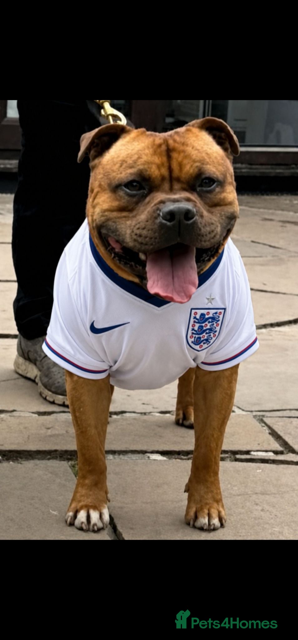 Staffordshire Bull Terrier dogs 🥨CHIEF CHAMPION SIRED.🥨🏆  - Advert 10