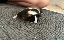 Guinea Pig rodents for sale: Guinea pigs for sale  - Image 15