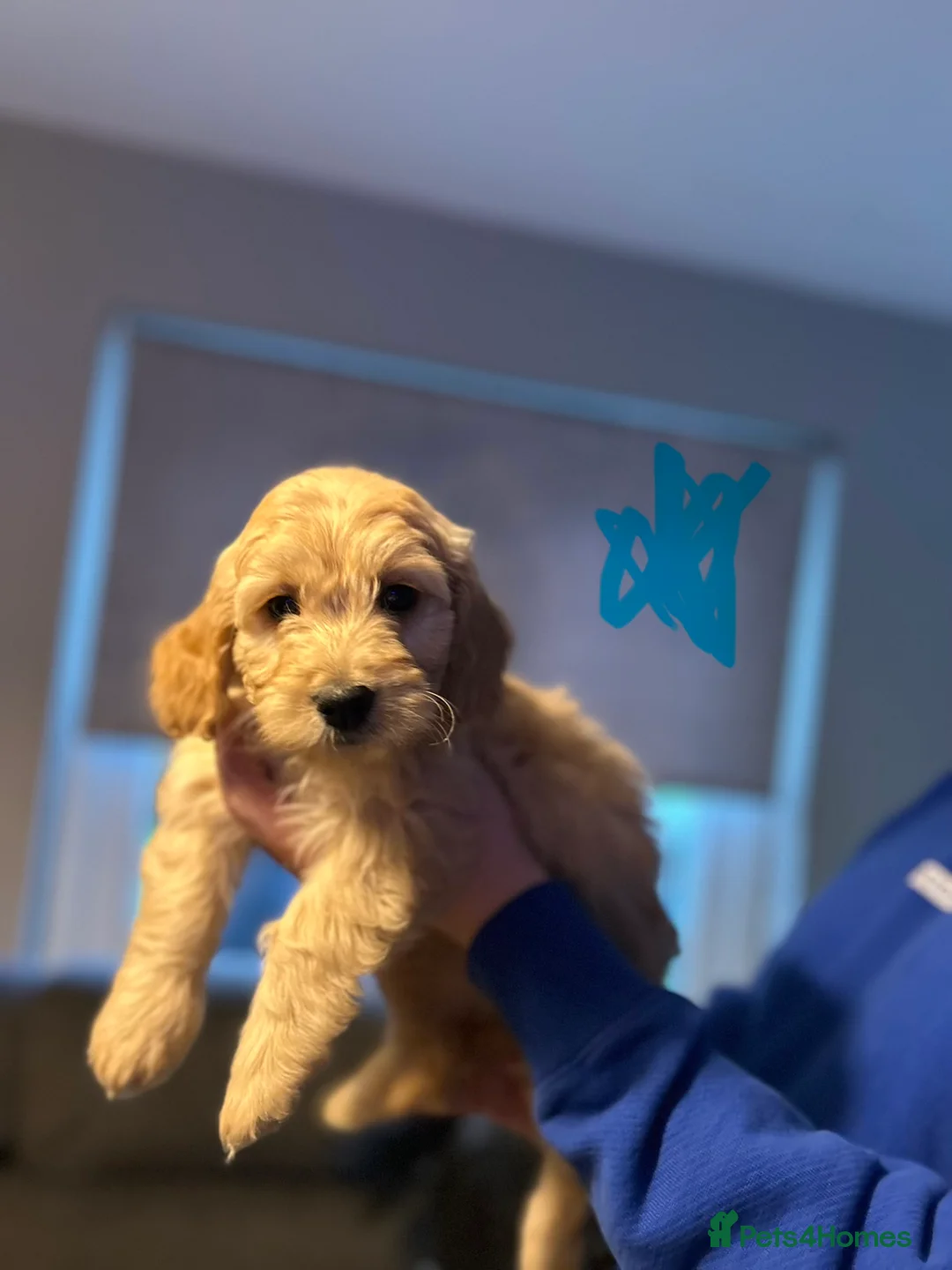 Goldendoodle dogs for sale: 2 girls left. F1 mini Goldendoodles - Advert 11