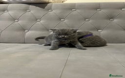 Scottish Fold cats for sale: Adorable Scottish Fold & Straight Kittens 💕🐾 - Image 16