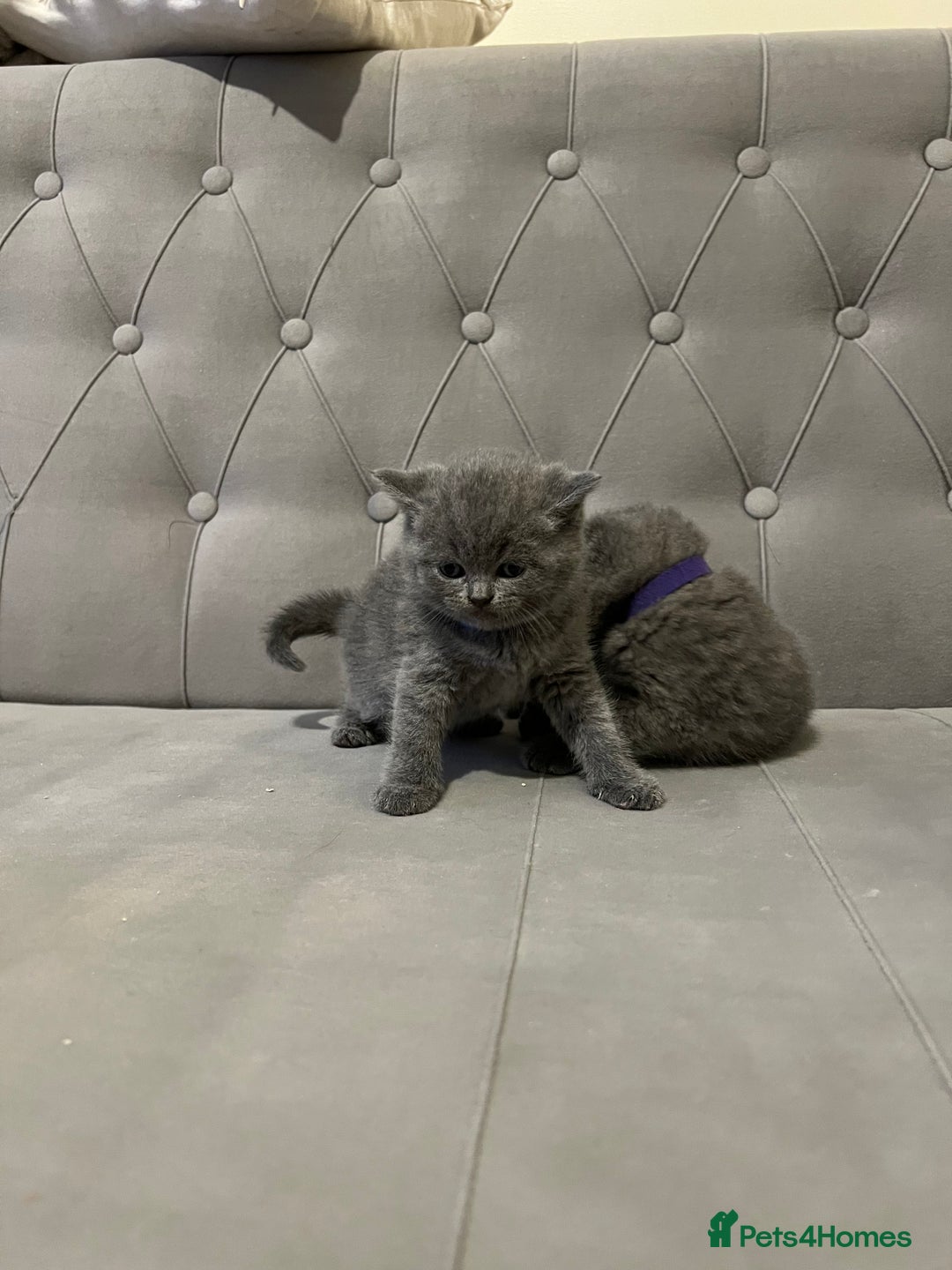 Scottish Fold cats for sale: Adorable Scottish Fold & Straight Kittens 💕🐾 - Image 16