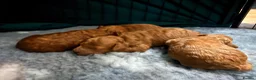 Toy Poodle dogs for sale: GORGEOUS RED TOY POODLE PUPPIES FOR SALE  - Advert 2