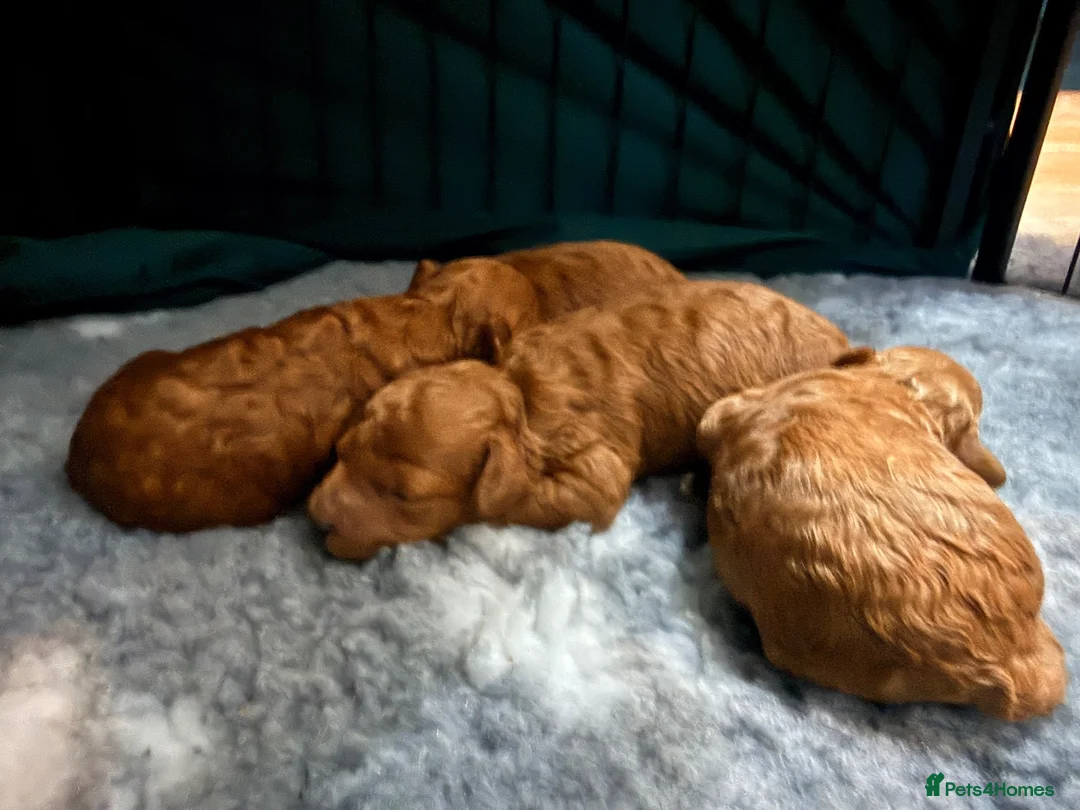 Toy Poodle dogs for sale: GORGEOUS RED TOY POODLE PUPPIES FOR SALE  - Advert 2