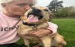 Mixed Breed dogs for adoption: Pettern - Norwich Norfolk  - Image 18