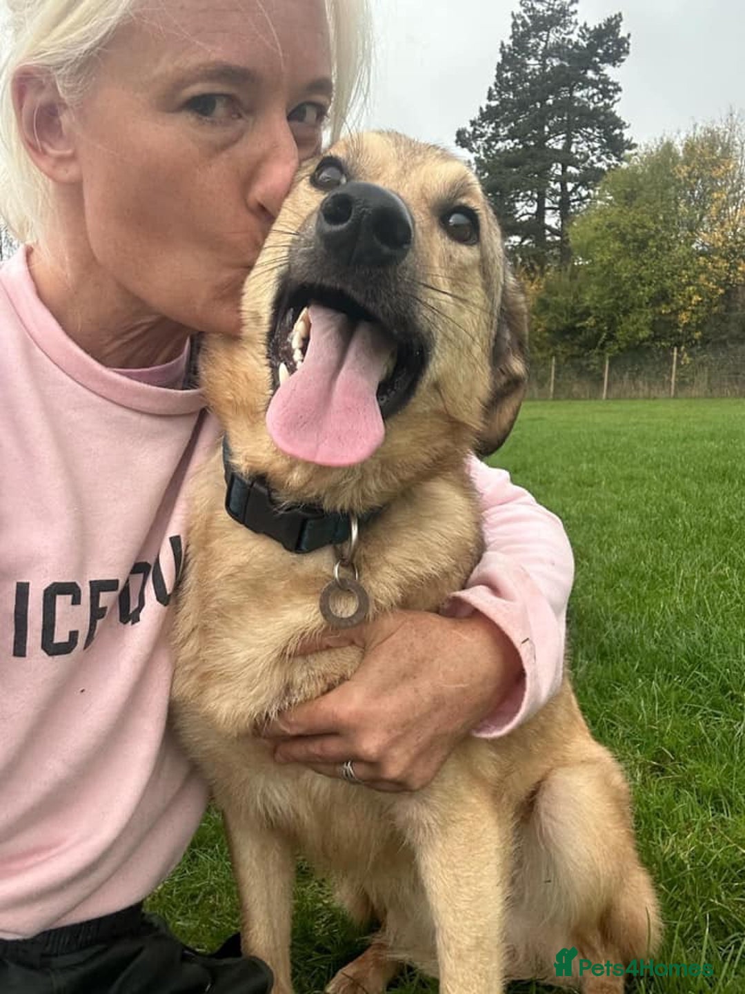 Mixed Breed dogs for adoption: Pettern - Norwich Norfolk  - Image 18