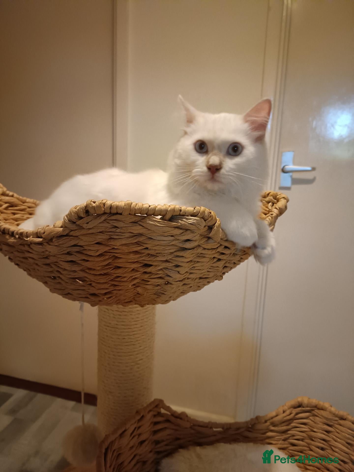Ragdoll cats  Active fawn point boy available  - Advert 2