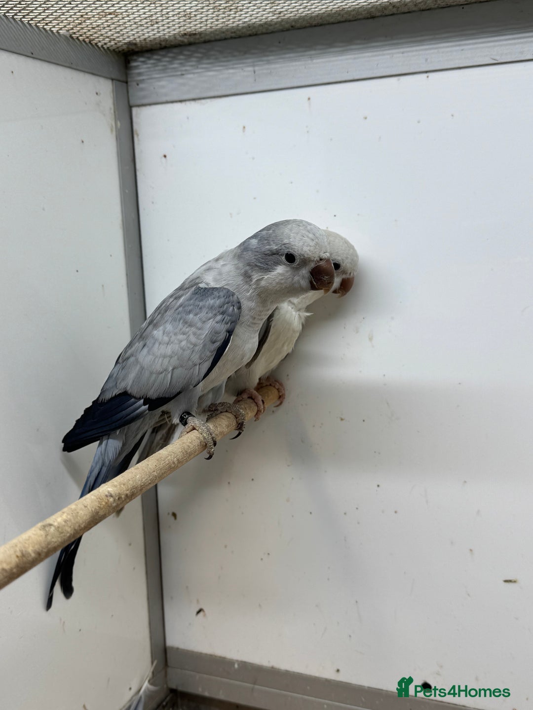 Mixed Breed birds for sale: mutation quakers - Advert 4