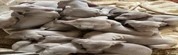 Weimaraner dogs for sale: Weimaraner pups, kc reg , 7 boys , 2 girls - Advert 6