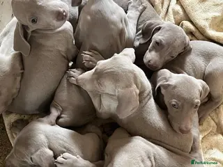 Weimaraner dogs Weimaraner pups, kc reg , 7 boys , 2 girls - Advert 4