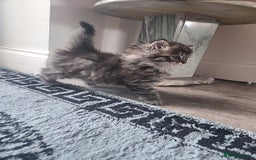 Mixed Breed cats for sale: Two Perdoll Female Kittens Looking for a Home - Image 18