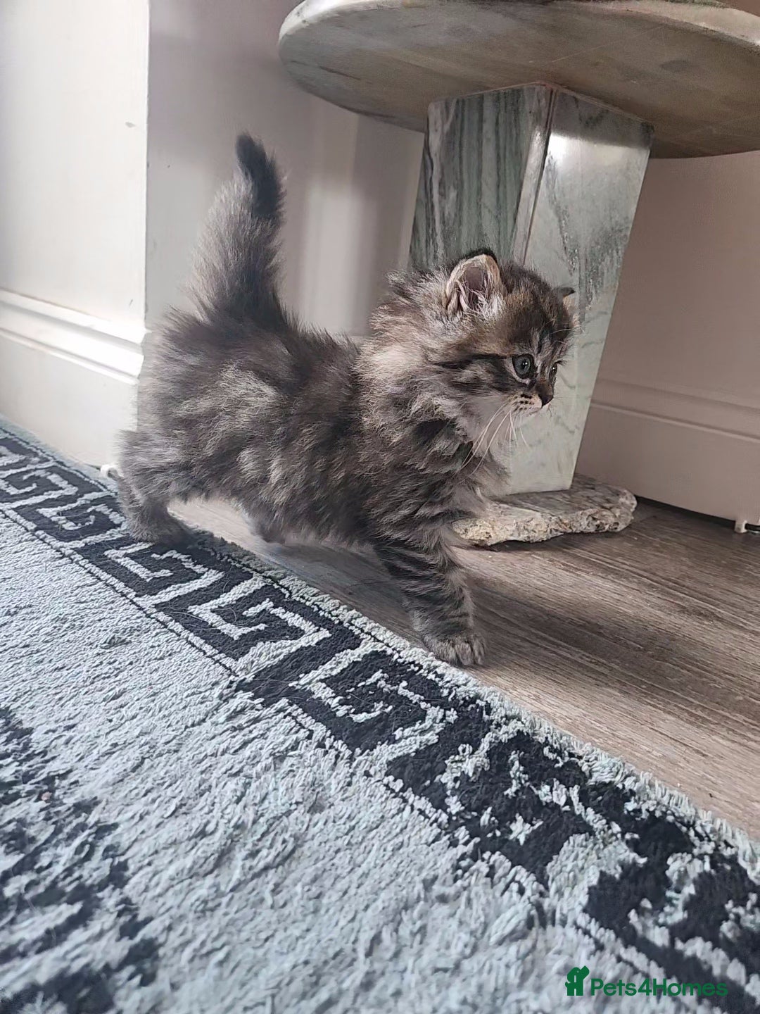 Mixed Breed cats for sale: Two Perdoll Female Kittens Looking for a Home - Image 18
