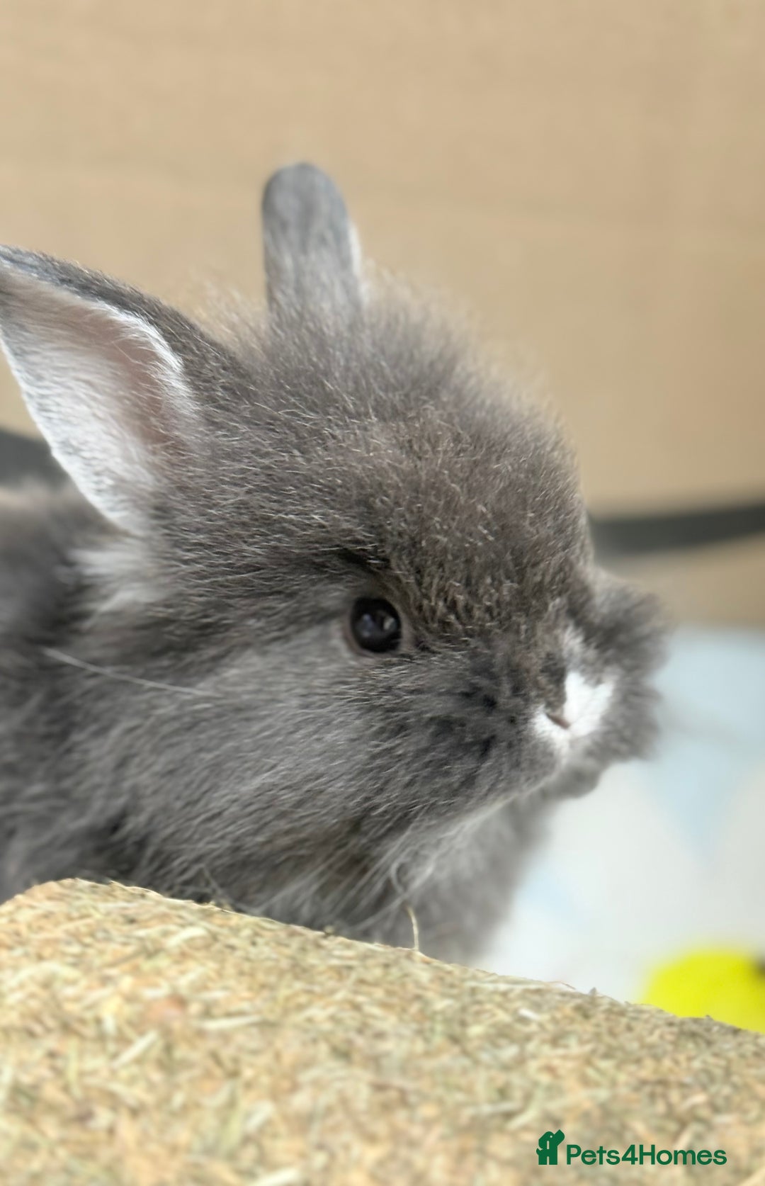 Lionhead rabbits for sale: Teddy Double & Single Lionhead Price starts at £35 - Image 21
