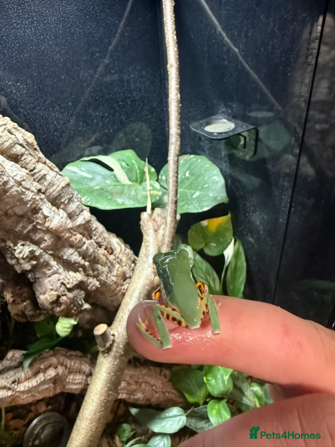 Frog reptiles for sale: Baby tiger-legged monkey frog + small setup  - Advert 6