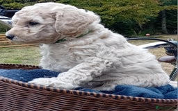 Miniature Poodle dogs for sale: Handsome Boy looking for forever Home: mini poodle - Image 5