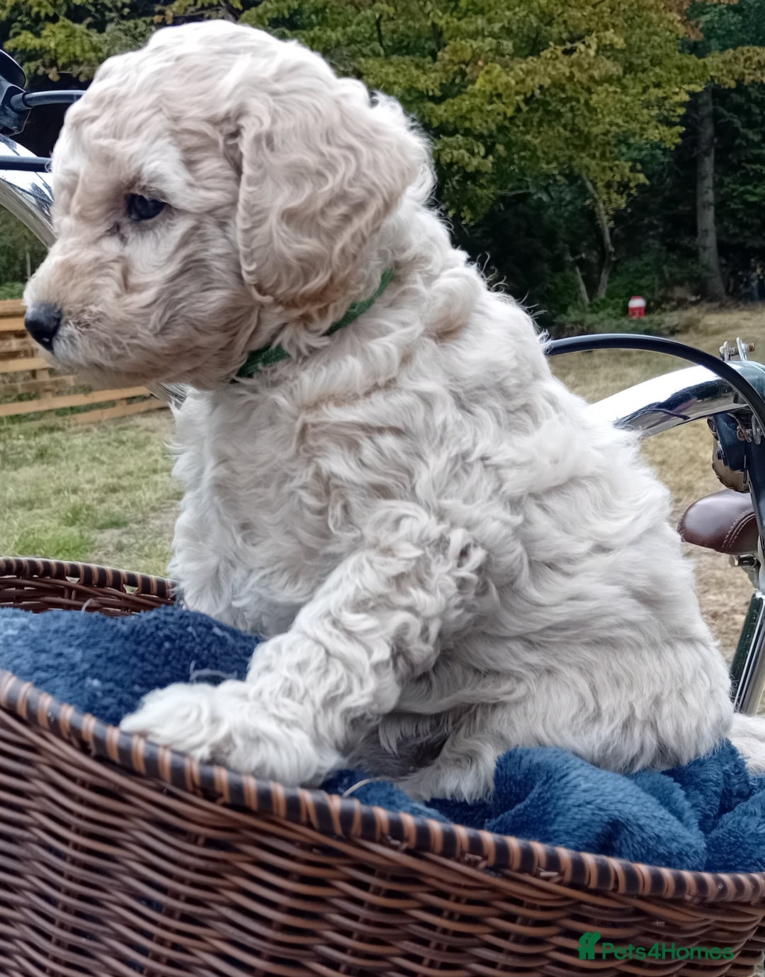 Miniature Poodle dogs for sale: Handsome Boy looking for forever Home: mini poodle - Image 5