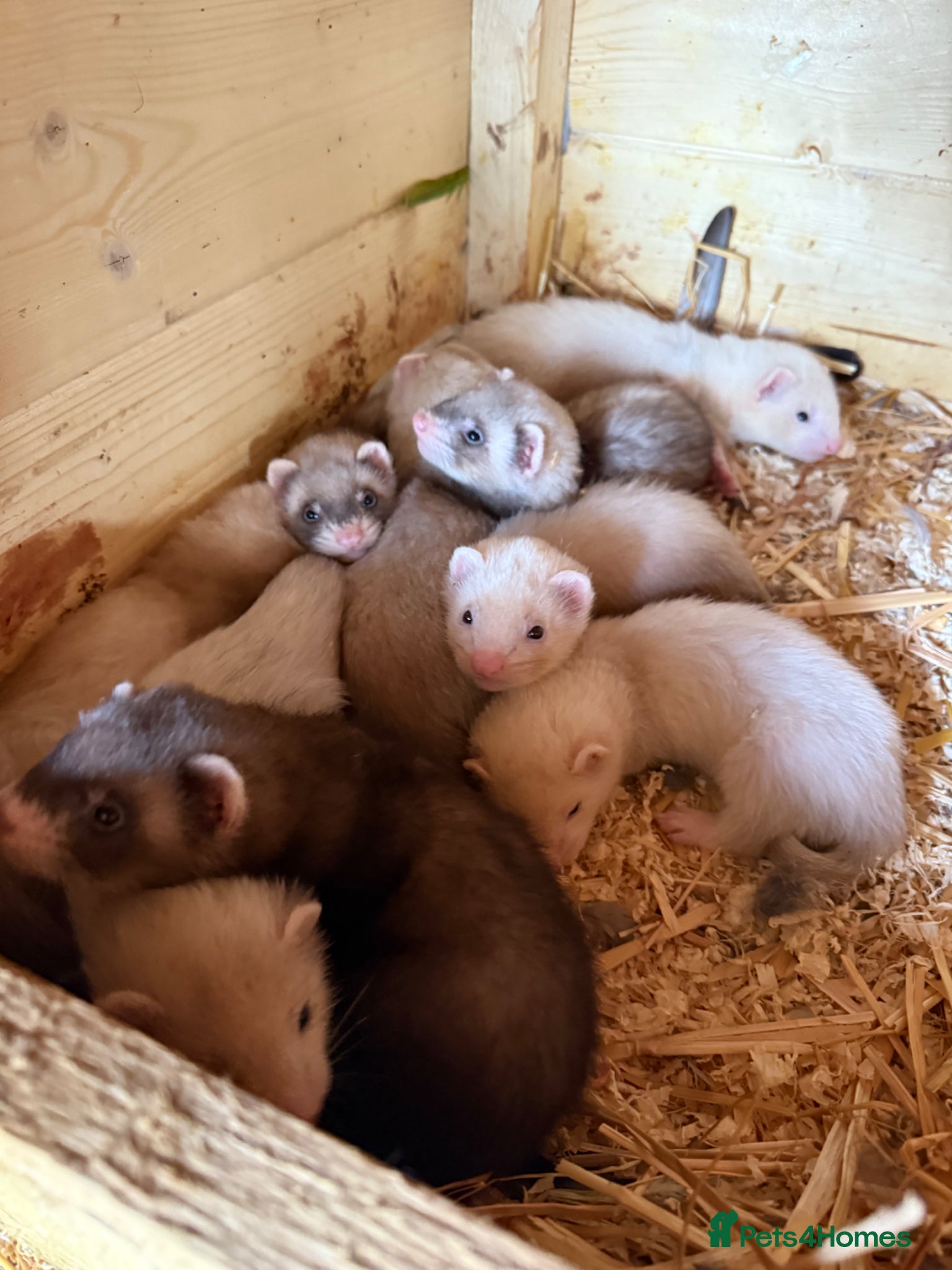 Ferret rodents 7 week old baby ferret kits  - Advert 2
