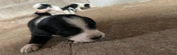 Mixed Breed dogs for sale: Cocker spaniel cross  - Advert 4