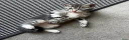 Maine Coon cats for sale: Grey Maine coon - Advert 2
