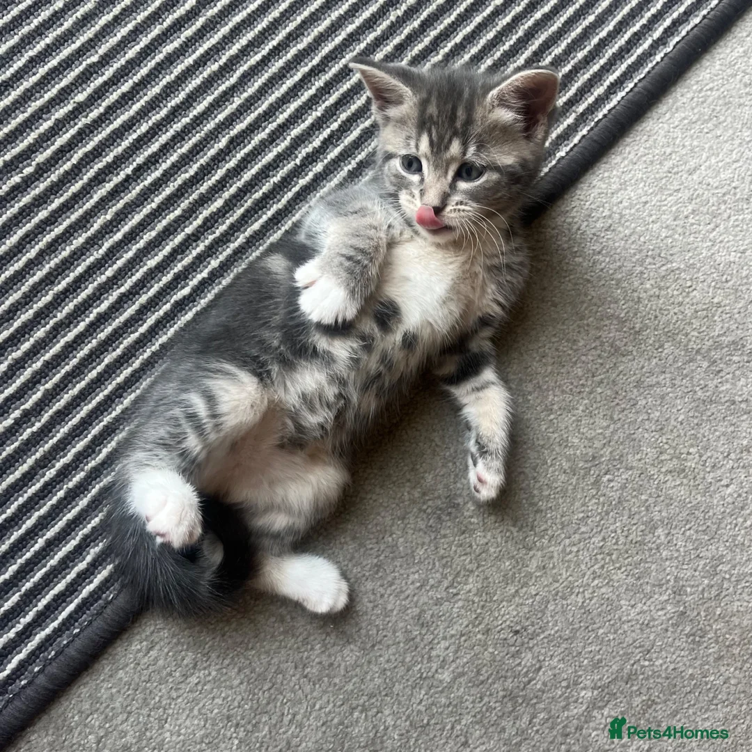 Maine Coon cats for sale: Grey Maine coon - Advert 2