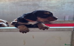 Cocker Spaniel dogs for sale: working cocker spaniels - Advert 8