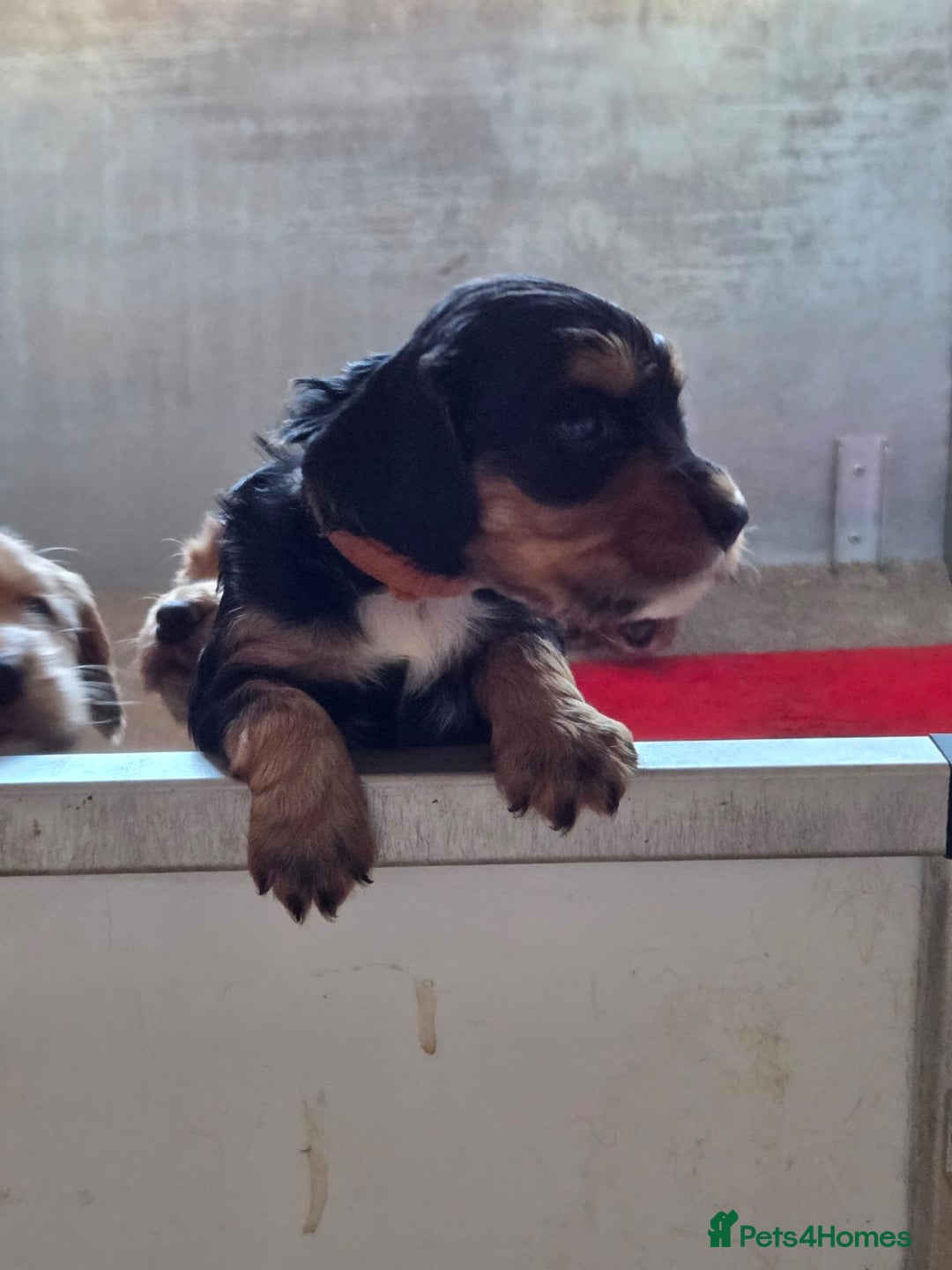 Cocker Spaniel dogs for sale: working cocker spaniels - Advert 8