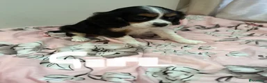 Cavalier King Charles Spaniel 8