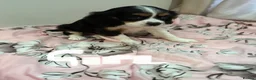 Cavalier King Charles Spaniel dogs for sale: ⭐️⭐️⭐️⭐️⭐️ King Charles cavalier puppy’s  - Advert 19