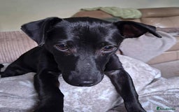 Mixed Breed dogs for adoption: Sweet but Shy Kuro Seeks Male-Only Home & Dog Pal - Image 4