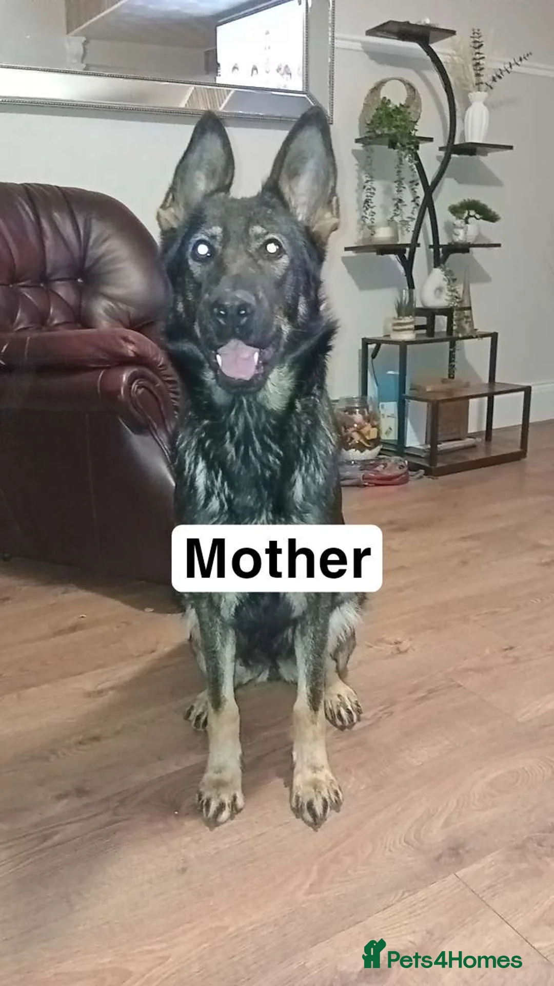 German Shepherd dogs for sale: 💥 2 beautiful male German shepherd's 💥 - Advert 2