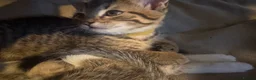 Mixed Breed cats for sale: 5 beautiful kittens  - Advert 19