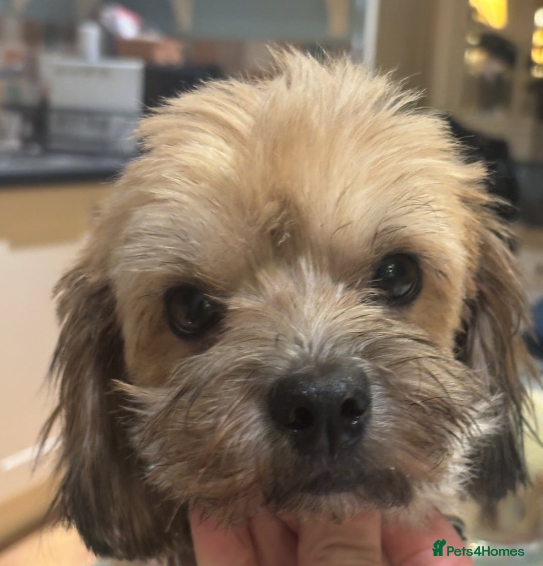 Mixed Breed dogs for sale: Gorgeous little teddy bear  - Advert 1