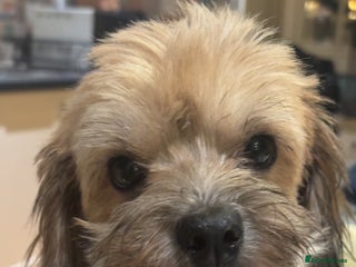 Mixed Breed dogs Gorgeous little teddy bear - Advert 1