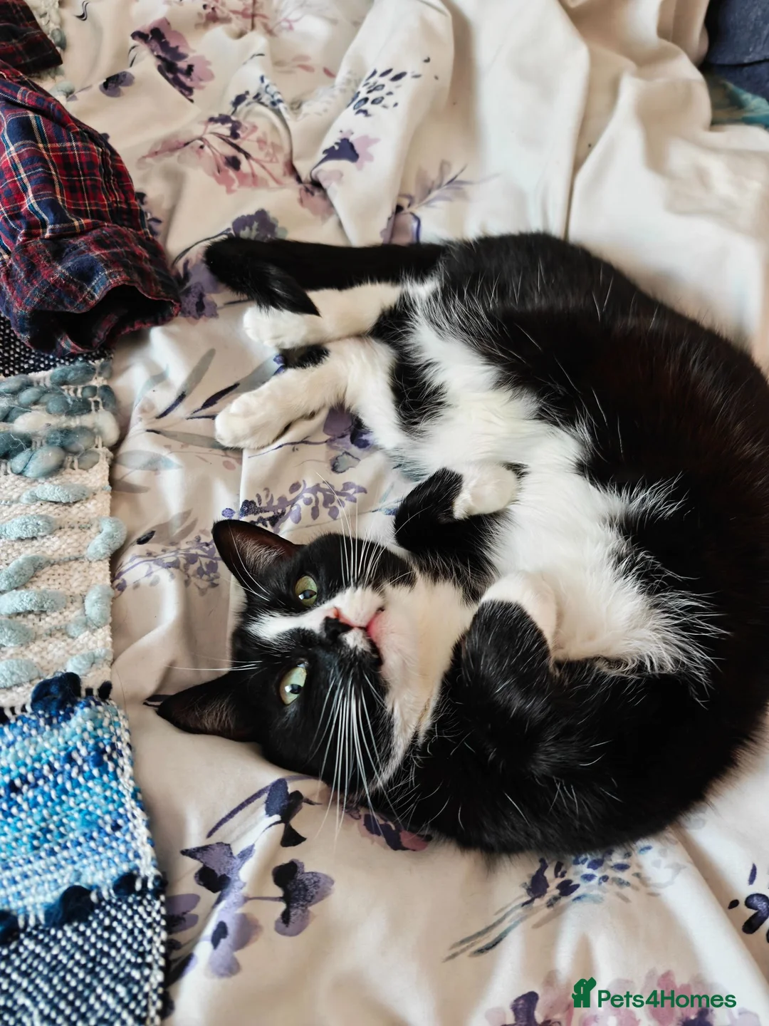 Mixed Breed cats for sale: Luna For Adoption  - Advert 1