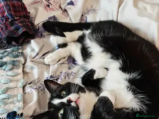Mixed Breed cats Luna For Adoption - Advert 1